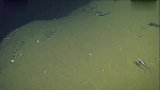深海死区发现神秘怪鱼极度贫氧却活得好好的