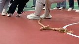 盘点校运会社死瞬间！
