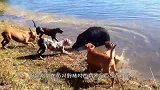 主人带土狗去捉野猪，本以为狗多势众，不料被野猪打的落荒而逃