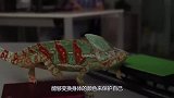 当变色龙遇到无色的水，它会不会变成透明？下一秒忍住别笑