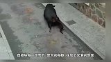 老鹰捕食松鼠，结果被树枝截胡，下一秒请憋住别笑