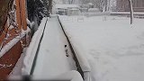 你们猫咪真是太会玩了，看这趟雪的样子，是要笑死我吗