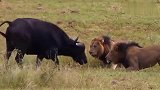 狮子捕食水牛母子的完整视频，大自然真残酷