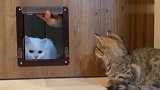 小猫学习钻猫门，大猫：看好了，我只教一次
