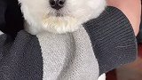 泰迪和比熊你们能接受哪个