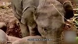 母象死亡 小象用鼻子拼命想叫醒妈妈 感动哭了！