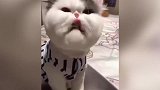 猫咪好丑萌啊，这是做的什么表情，真是奇怪呢！
