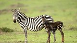 神奇的变异！肯尼亚条纹雌斑马生出了一只斑点斑马