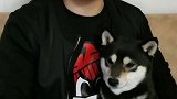 适合新手养的四种小型犬！