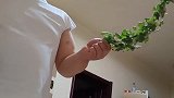 给菠萝爸千里迢迢带回来的灯笼果可甜了