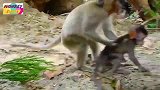 孤儿猴杰西抱着小奶猴找妈妈，好猴姐