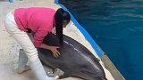 桃子小姐姐与小海豚 一决高下