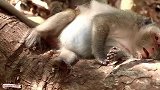 母猴快要生宝宝，现在非常痛苦，只能躺着缓解痛苦