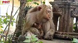 温暖的阳光，猴儿在猴妈怀里喝着奶水，晒着太阳，真是舒服极了！