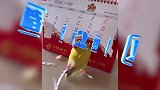 成精了！鹦鹉啄下日历纸条插到尾部，网友：它想插上羽毛变凤凰
