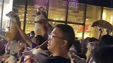 柯基聚会上误入一只小法斗