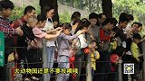 广州动物园浣熊胖成球 网友：简直一坨