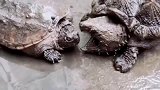 这鳄龟是外来物种吧，在中国几乎没有天敌，同类都敢下嘴