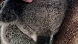 考拉的行动迟缓，和它们的饮食习惯有很大关系，樟树叶拥有毒性！