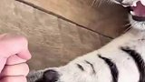 咱家的大花猫很温顺，它还是挺怕我的