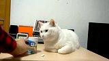 白猫故意一脚踢飞口香糖，主人捡回，猫咪怒了：跟朕作对