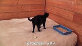 猫妈爱子真切，舔毛舔到四脚朝天还不放过