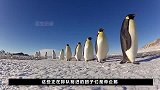 60℃南极冰原，3千只帝企鹅“抱团取暖”，1只落单差点死掉