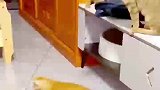 这猫主子省心了，大猫逗小猫