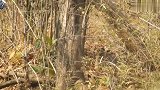 塔多巴胖爷老婆带着一窝小老虎下山洗澡，小家伙长得水灵水灵