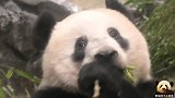 熊猫香香洋洋得意吃竹子，爸爸妈妈也来抢个镜，太逗了