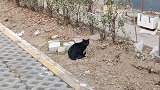 路边发现一只流浪黑猫，细看是走失三年的家猫，还认识主人