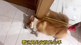 【七月与摩卡】惊！小短腿的胸围竟然比身边还长！！