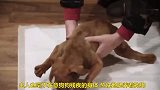 狗狗截肢后，主人：你永远都是我们家的小可爱