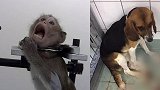 一天打13针！德国实验室被曝虐待动物：猴子锁喉 猫狗吐血