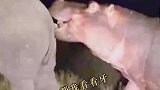 河马深夜用犀牛角剔牙，因嘴太臭被追