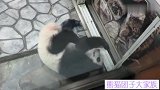 熊猫宝宝躺在门口等下班，抱成球挠痒痒，生动演绎百无聊赖的熊生