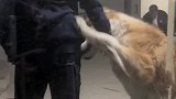 大狗子也求人摸摸，摸一摸就乖了