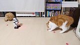 主人买了个机器人逗猫，猫主子们玩疯了想打赢我，没门!