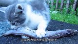 为什么猫吃鱼不怕被鱼刺卡喉咙？没想到猫的嘴里有“秘密武器”