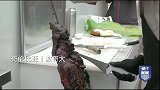 侣行：香气四溢的烤肉大餐，烤得流油，深夜看饿了！