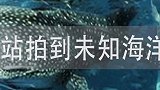 发现未知海洋生物