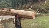 一根几百斤的木头，大哥扛在肩膀上，感觉和玩一样！