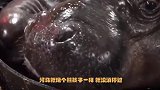 小河马在水中洗澡，河马就像个熊孩子一样，就没消停过