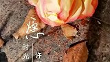 人生或许是一半风雨，一半晴天，四季轮回才是人生的常态。。。