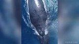 海岸警卫队秒变摄影师！大海中与大鲸鱼偶遇 水柱喷涌而出太壮观