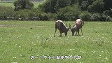 2只羚羊互看不顺眼，二话不说就是一顿怼，网友：惹不起
