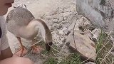 大鹅也有这么听话的时候