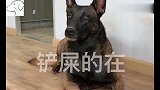 金毛带马犬偷跑出去干架，回家怕主人揍后，就拿着东西去讨好主人