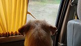 拉布拉多在车内要憋疯了，只好冒雨去遛狗，遛完狗雨停了气不气人