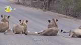 落单大象遇上狮群，大战一触即发，镜头拍下全过程